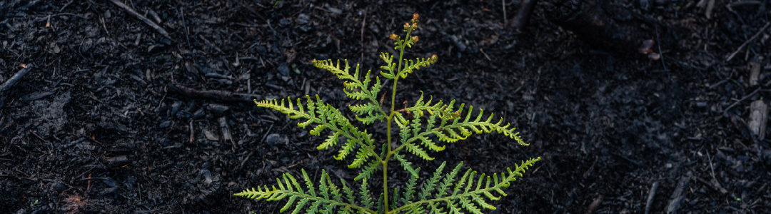 A sprig of new tree growth with a digital representation of growth spiraling from it